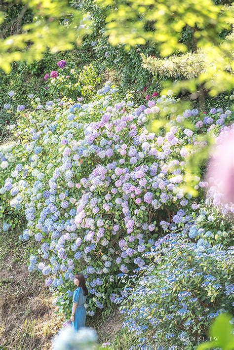 太宗台 繡球花|韓國自由行:釜山太宗台繡球花 海洋、寺廟與多色繡球壯觀花海（。